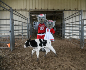 Wolf mascots with calf